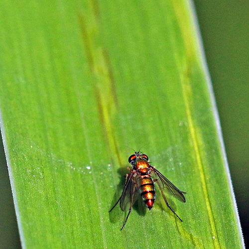 A female longlegged fly in the subfamily Sciapodinae