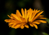 5th August Calendula