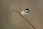 Coal Tit