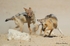 Duelling Jackal