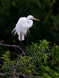 Birds 226