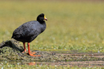 Giant Coot standing at nest, Rio Putana, Chile