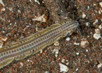 Phyllodoce mucosa