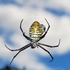 Banded Garden Spider (female)