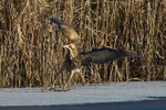 Bittern - safe landing on ice at Otmoor