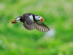 Puffin taking off, Farne Islands