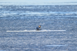 Bearded Seal resting on ice floe among pancake ice, Spitsbergen