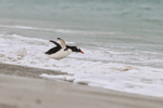 Gentoo Penguin diving into sea, Carcass Island, Falklands