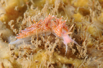 Facelina auriculata