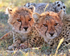 Close-up of two Cheetah cubs with a bone