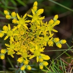 Rock stonecrop (Sedum  reflexum 