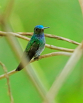 Charming Hummingbird (male) showing blue crown, Costa Rica