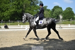 311-BALLYCOSKERRY_REGAL_DIAMOND-Hollie_Swain-WEDTrotUp+DR portfolio