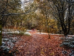 Wilsons Woods