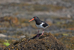 Oystercatcher