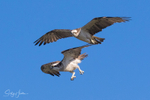 Osprey Pair in Flight 3