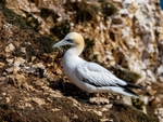 Gannet