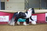 Class L - Coloured Champ portfolio