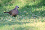 Eastern Spotted Dove on lawn, Stranded Villas, Ubud, Bali