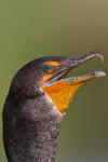 Double-crested Cormorant
