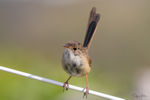Immature Male 2