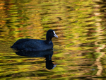 Coot