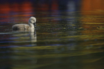 Rainbow Cygnet 