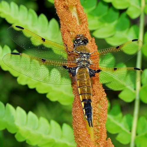 A four-spotted skimmer can be seen taking a rest of a fern leaf.