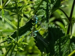 Blue-tailed Damselflies