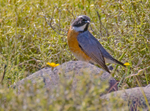 White Throated Robin.