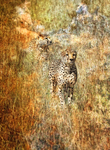 Pair of Cheetahs