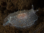 Pleurobranchus membranaceus