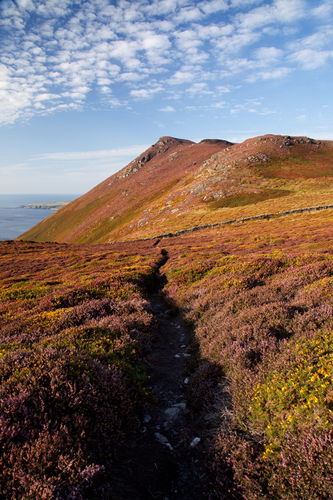 Evening light, glorious September heather and the stunning views towards Burroo Meanagh and Cronk ny Arrey Laa. What…