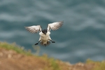Razorbill