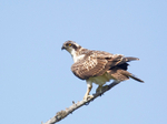 Osprey - Pandion haliaetus