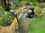Laughing Cougar
