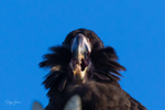 Yellow-tailed Black-cockatoo Female 2 0A3A8065