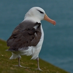 Black-browed Albatross