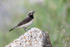 Pied Wheatear  (f)