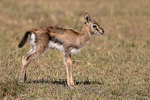 Thomson Gazelle calf