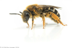 Halictus rubicundus (f)