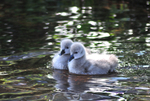 Cute cygnets