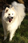 Samoyed