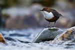 Dipper
