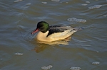 Goosander