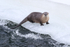 River Otter at ice edge, Yellowstone River, Wyoming