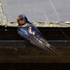 Swallow perched on a gutter