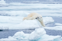 Polar Bear relaxed