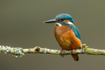 Kingfisher