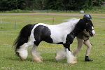 SIAL6442